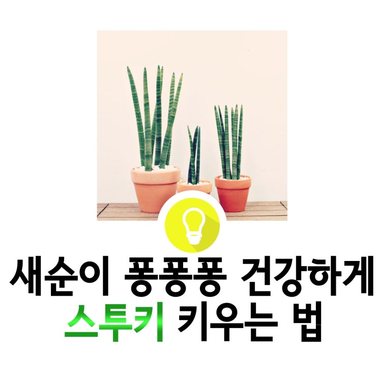  새순이 퐁퐁 무름없이 스투키  키우기