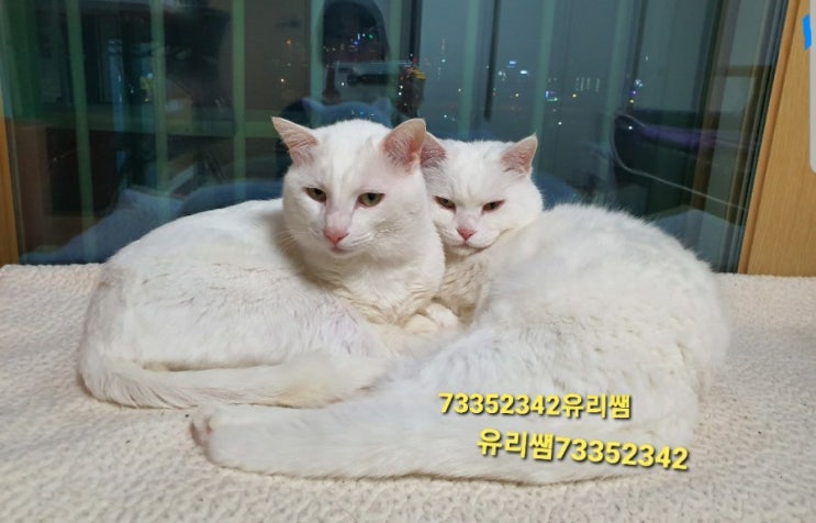  우리 고양이 흰둥이들의 생활