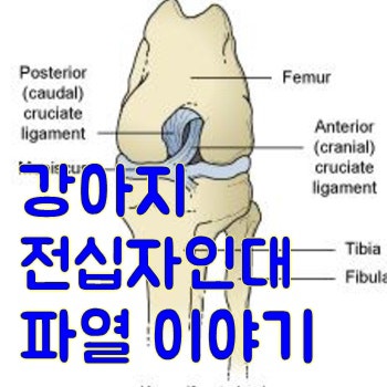 강아지 치첨농양 이야기[명지해옴동물병원/국제신도시동물병원/신호동동물병원/하단동물병원/신평동물병원/부산동물병원/부산강서구동물병원]