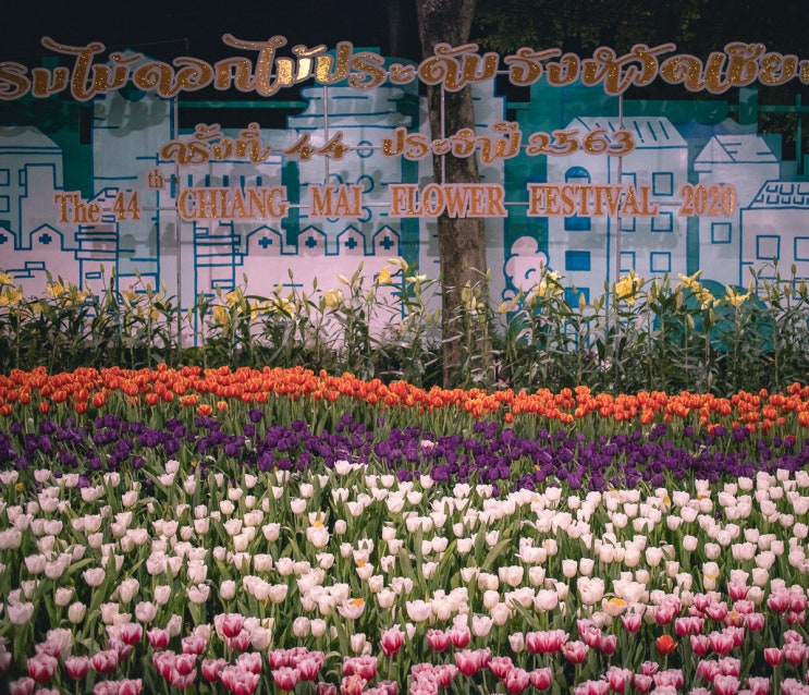  태국 치앙마이 여행 2월 축제 Flower festival