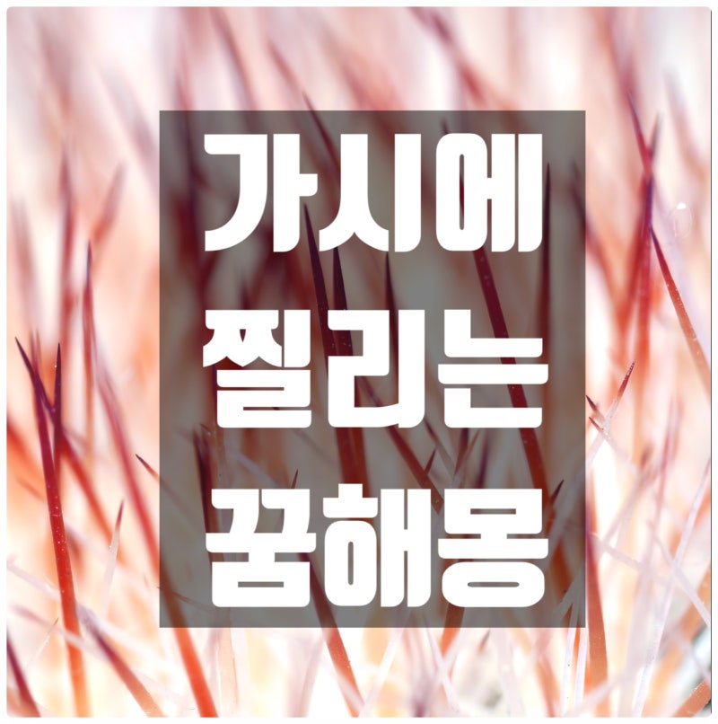 가시에 찔리는 꿈해몽
