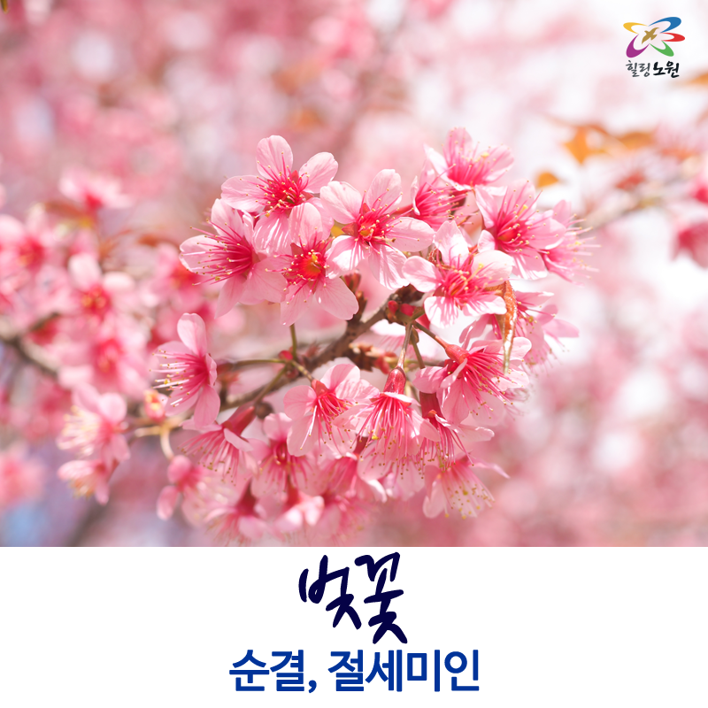 봄에 피는 꽃 _ 봄꽃 종류와 꽃말 알아보아요. : 네이버 블로그