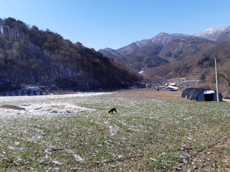 산골의 경비견과 산책