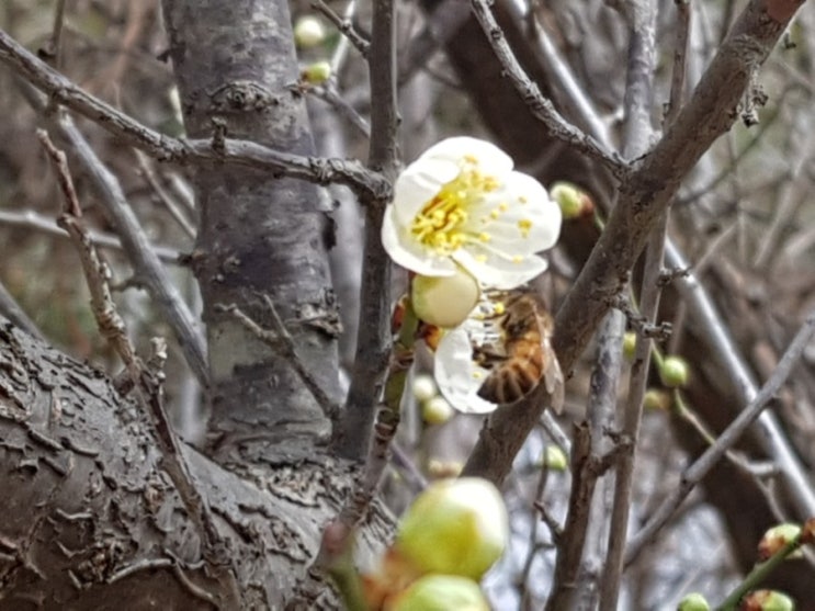 눈우게 서리