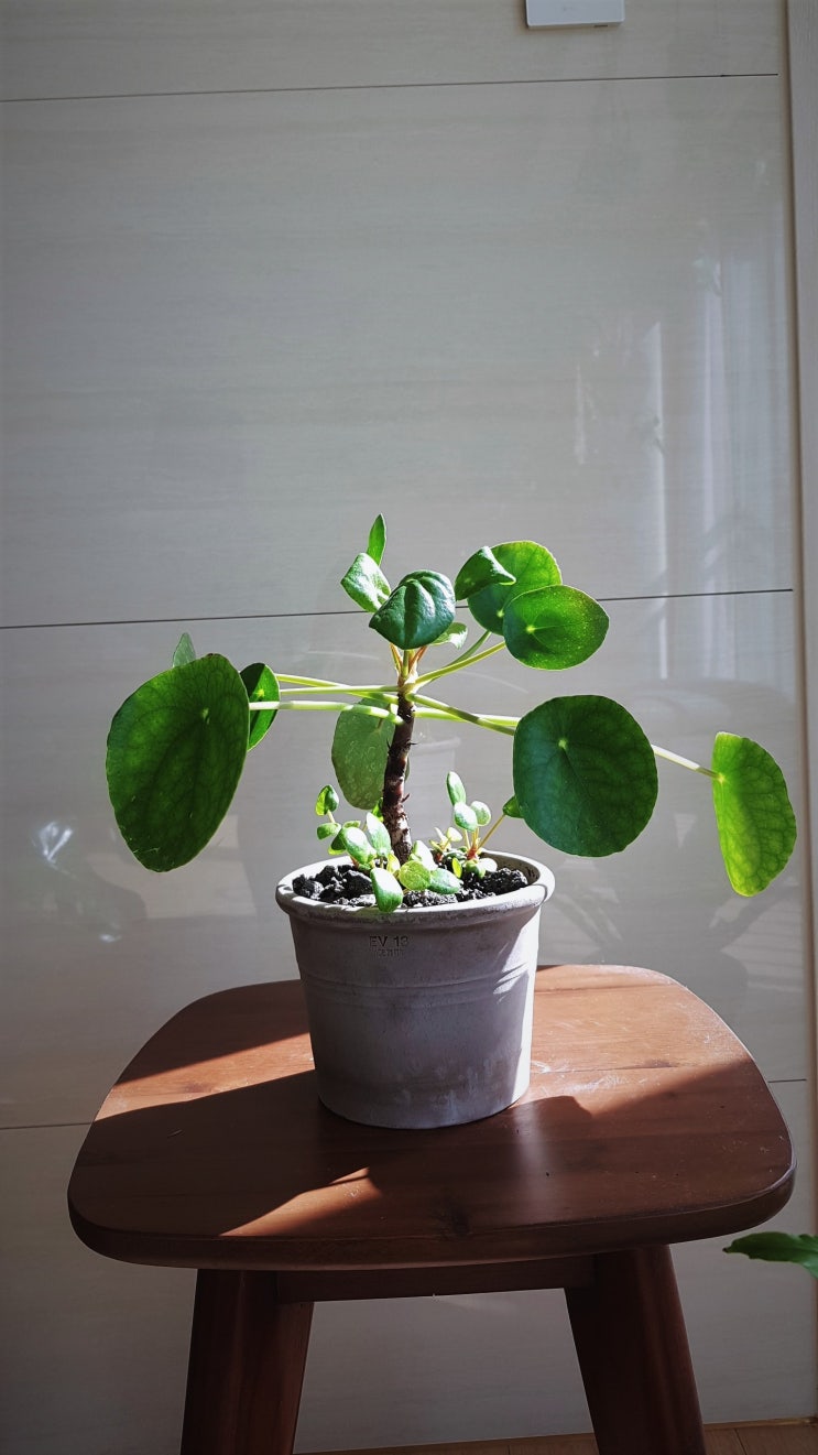 필레아페페 로미오이데스(Pilea peperomioides)