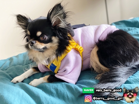  보라돌이 컨셉이래요