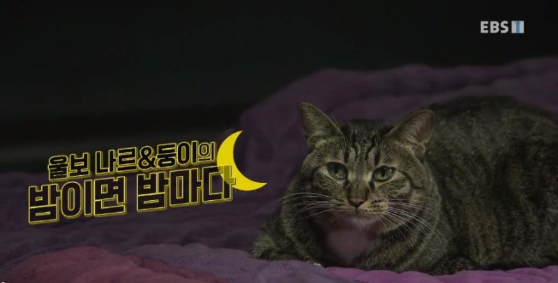 밤이 되면 우는 고양이 솔루션은 Ebs 고양이를 부탁해 울보 나르 둥이의 밤이면 밤마다 네이버 블로그