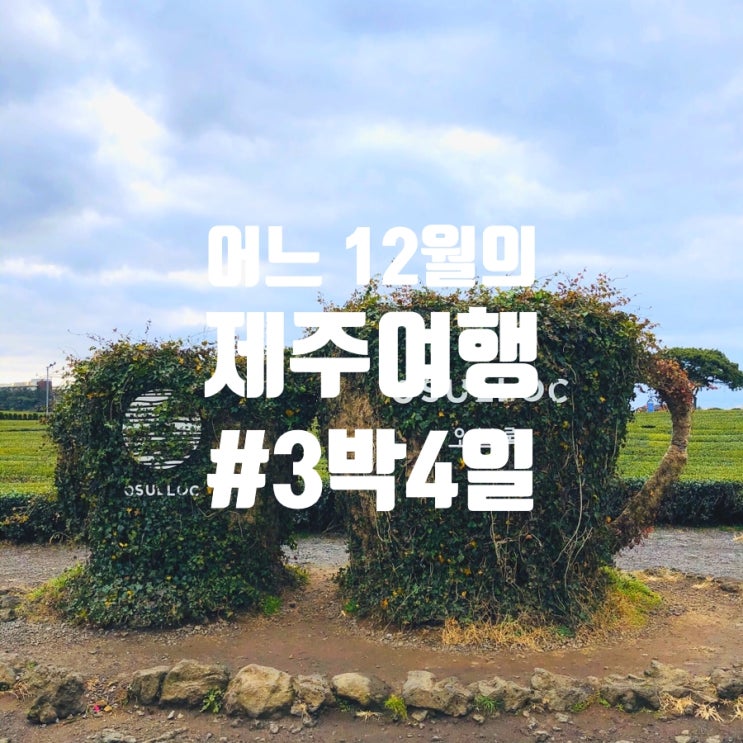  [3박4일 제주도여행] 제주도 가볼만한 곳 '오설록 티 뮤지엄', '성이시돌목장' #4일차