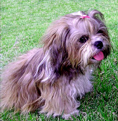 아름다운 털 매력적인 눈빛의 라사압소(Lhasa Apso) : 네이버 블로그