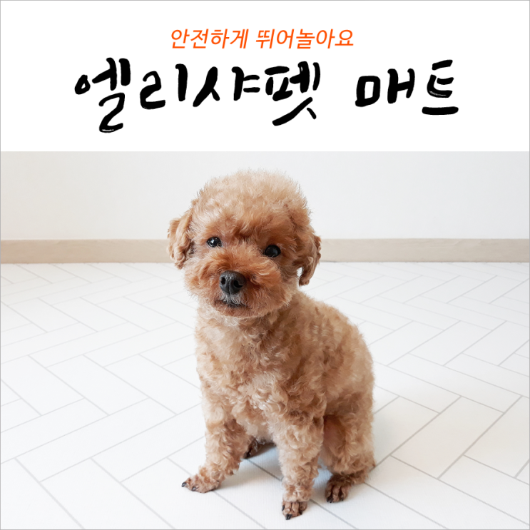  엘리샤펫 매트 안전하게 뛰어놀아요