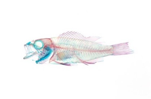 중고등학교 과학동아리 활동 추천 탐구 과제20. 물고기 골격 염색 실험(생명과학) : 네이버 블로그
