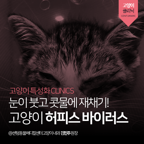  [고양이내과] 고양이 허피스 바이러스 - 눈이 붓고 콧물에 재채기 (부산 연제구 거제동 연산동 고양이 동물병원, 감기)