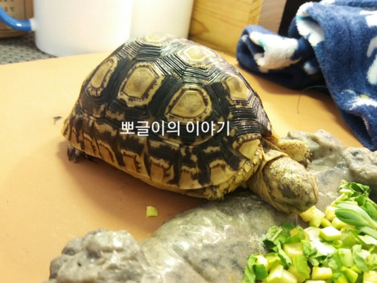  레오파드 육지거북 어니의 감기 병원일지2