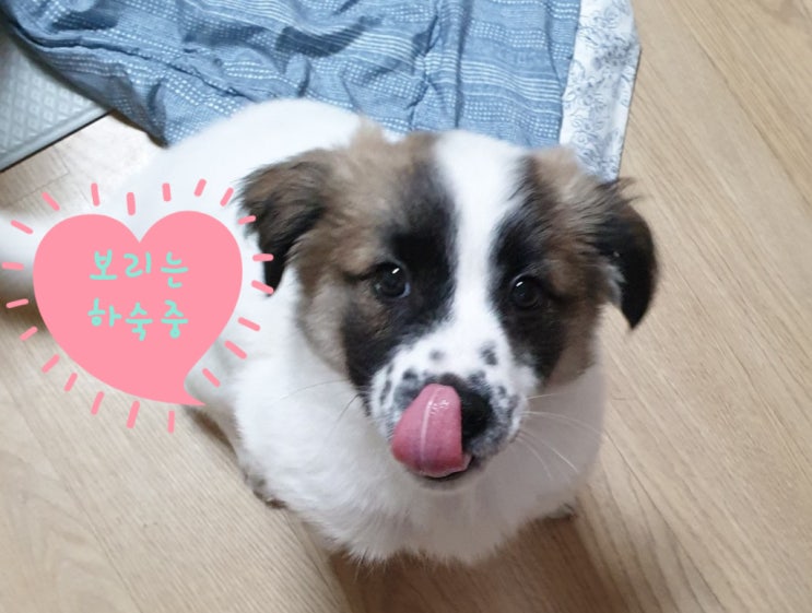 유기견 입양 홍보 보리는 하숙중. 엄마없는 하늘 아래. 보리. 도토리. 달이의 가족이 되어주세요. 유기견 입양 홍보 보리는 하숙중. 엄마없는 하늘 아래. 보리. 도토리. 달이의 가족이 되어주세요.