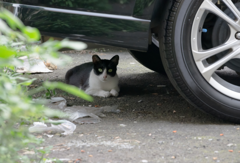 엔진룸 안에 고양이가? 고양이 본네트 사고 막으려면 : 네이버 블로그