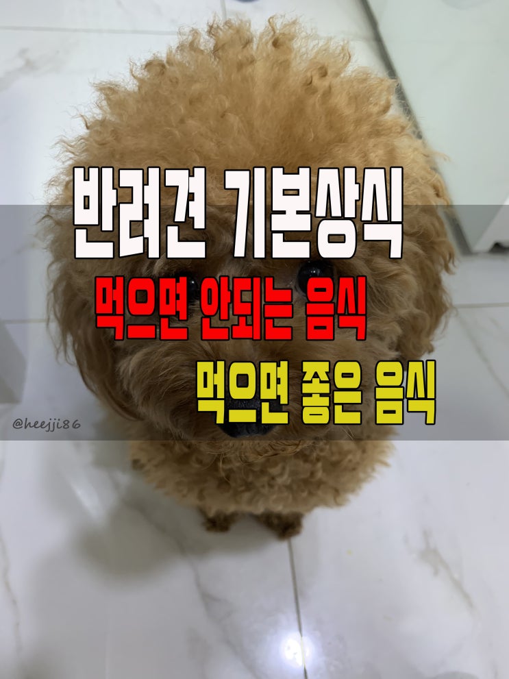  반려견기본상식 강아지가먹으면 안되는음식들