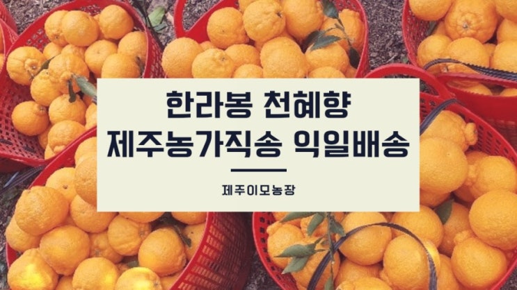  제주 한라봉 농장 직거래 5kg 10kg 추천