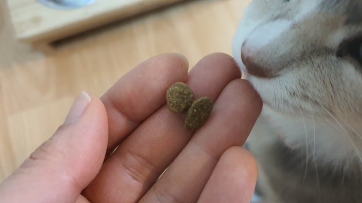 고양이 사료토 홀리스틱 사료 설사 묽은변 나아질까 고양이 사료토 홀리스틱 사료 설사 묽은변 나아질까