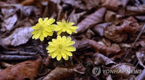  인제군, 관광객 30명 이상 여행업체에 시티투어 버스 지원한다