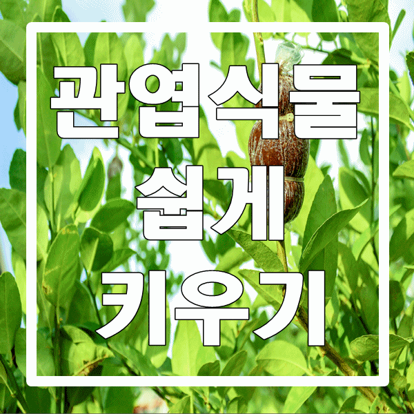  관엽식물 키우기/ 관엽식물 키우는 방법/관엽식물 쉽게 관리하는 법