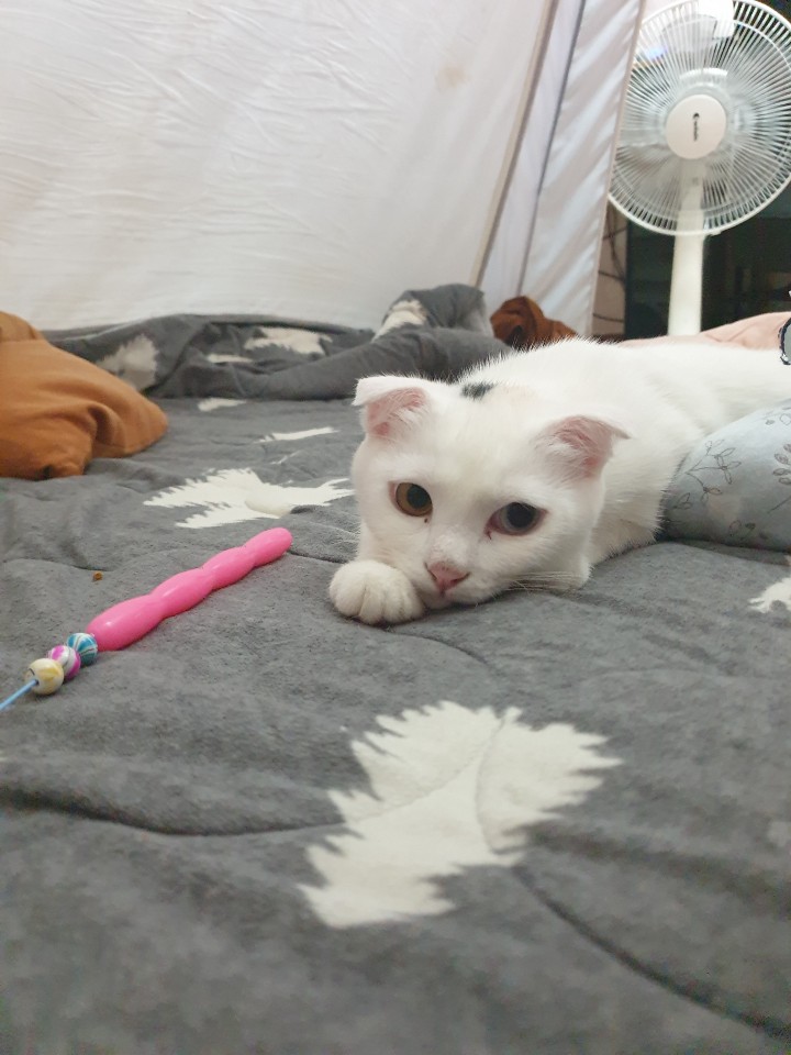  모든 것은 내 말 한마디로 시작되었다. 우리 집 연아 씨 스코티시 폴드 고양이 일기:)
