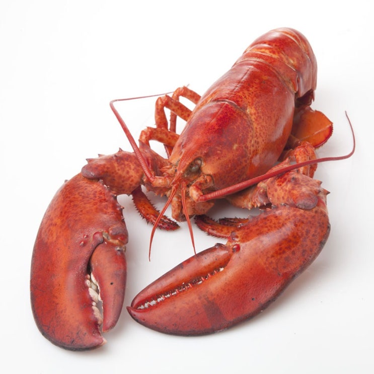 오늘의 핫딜가격 크랍스타 자숙 랍스터 1마리 450g 보고 결정해도 늦지 않아요~