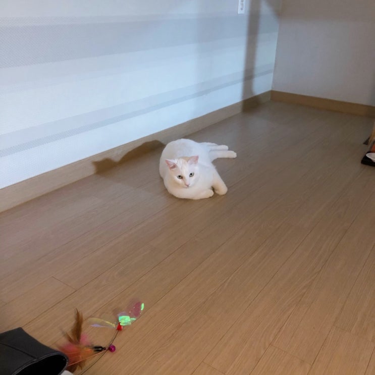  코코만이 내 세상