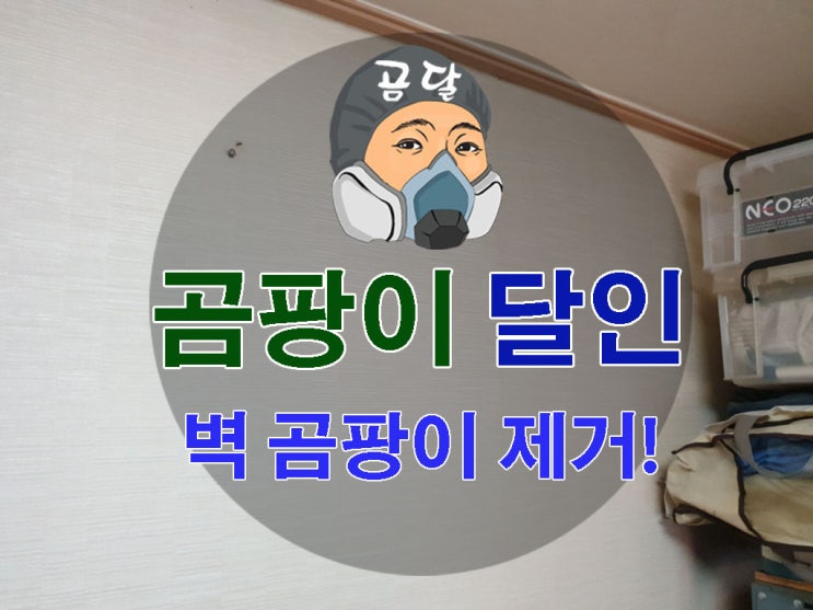  벽 곰팡이제거 한 번에 뿌리뽑기!