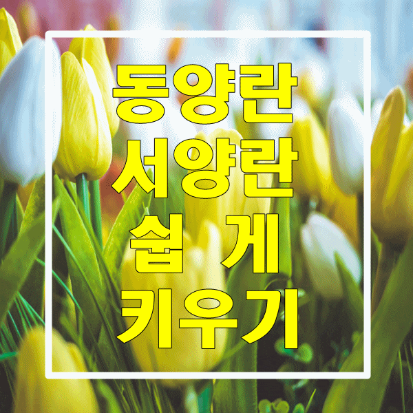  동양란/서양란/난 쉽게 키우기
