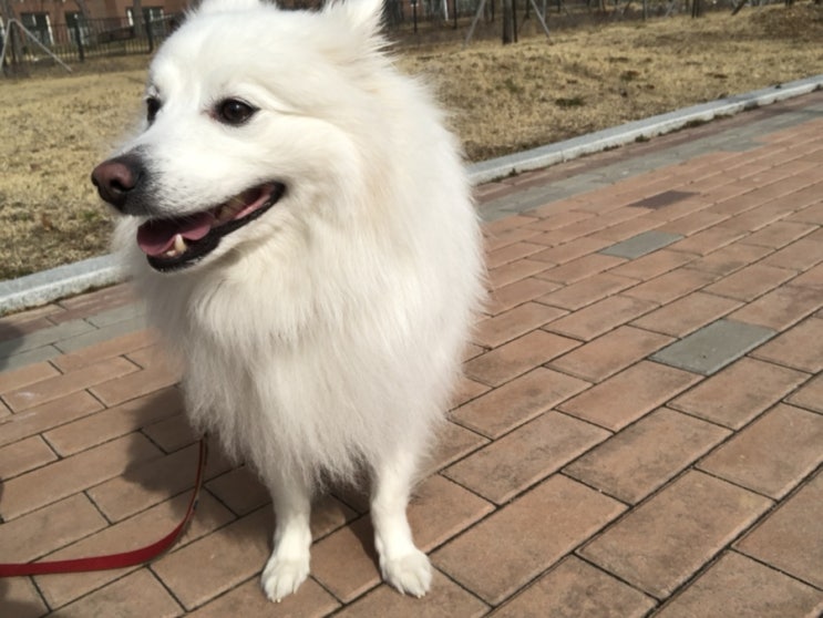 완전 봄날씨예요 구름이와 낮산책 다녀왔어요