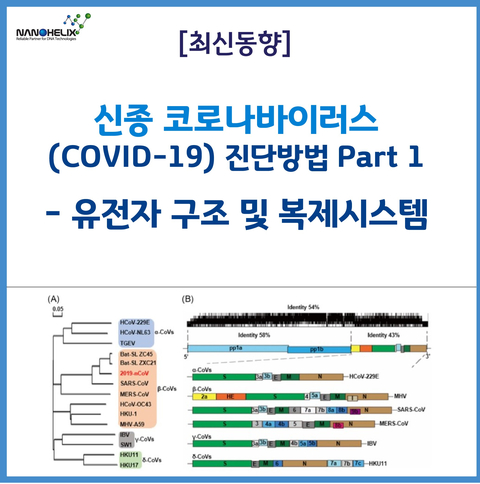 [최신동향] 신종 코로나바이러스(COVID-19) 진단 방법 Part 1 - 유전자 구조 및 복제 시스템