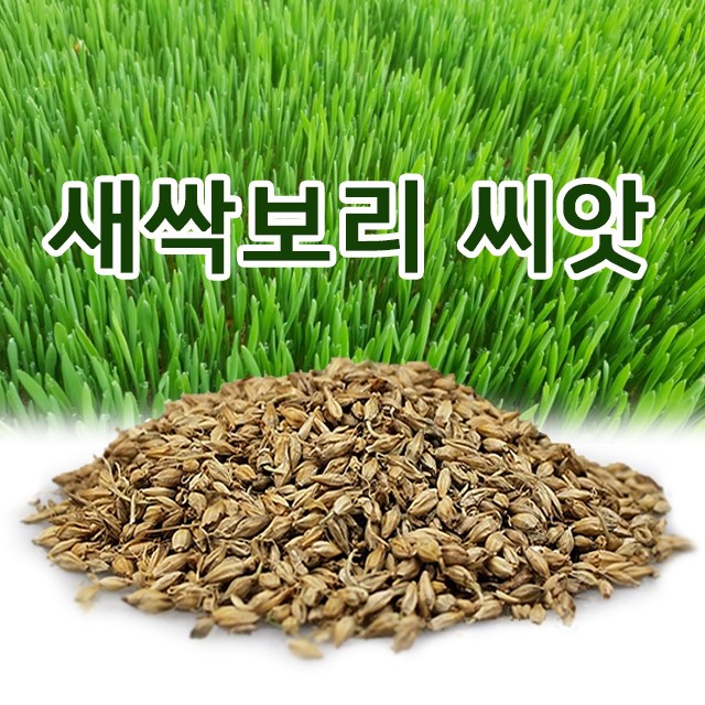 [할인정보] 드랍쉽 새싹보리 씨앗국산 1kg 키우기 종자 새싹보리 씨앗국산 1kg 확인하고 결정하세요!