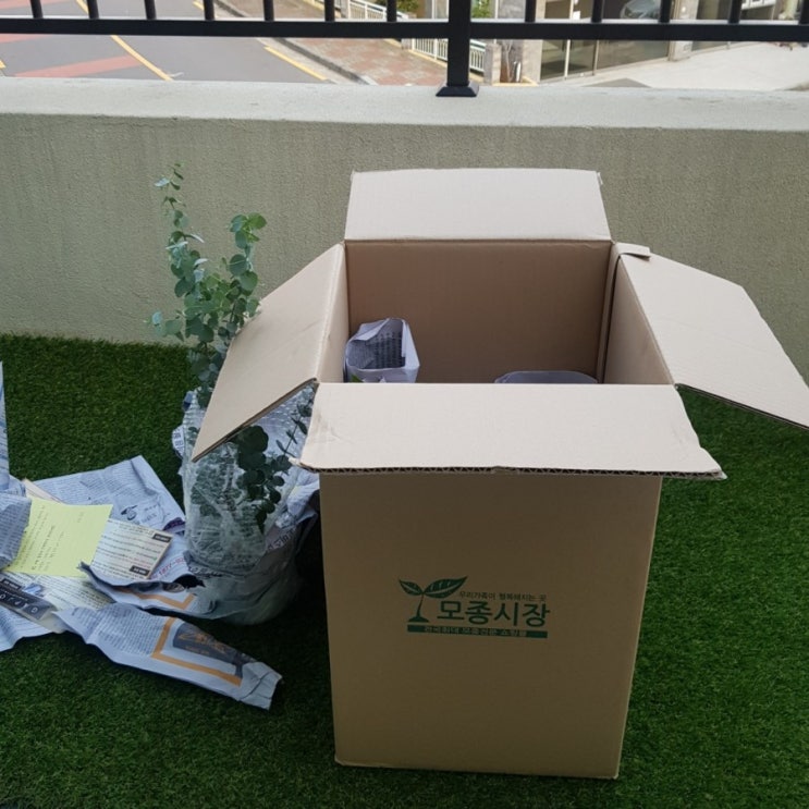  갑조네 모종시장 구입후기