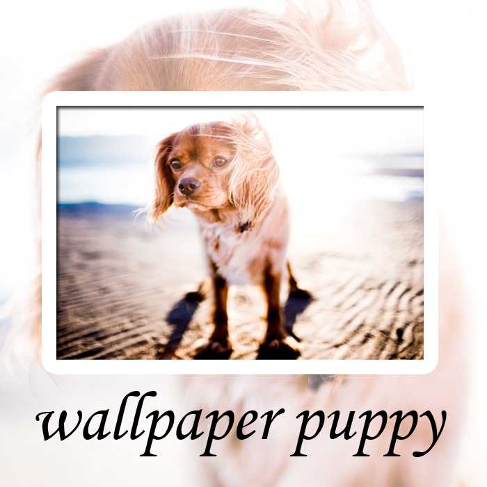  고화질 컴퓨터 배경화면/바탕화면 STEP5 -Type ( puppy )