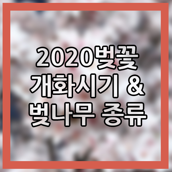  2020년 벚꽃 개화 시기? 봄 마케팅 필수 시즌이 돌아온다! 벚꽃의 종류