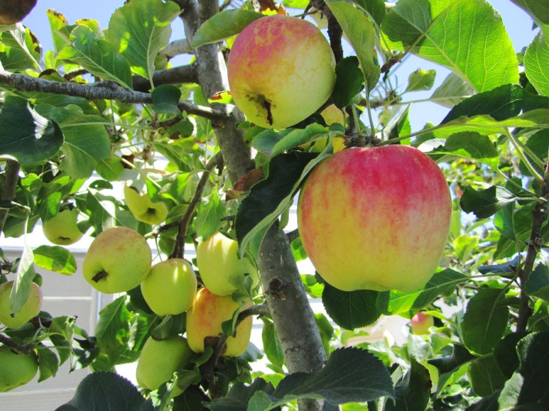 사과나무 – 사과나무에 꽃이 피지 않는 이유 : 네이버 블로그