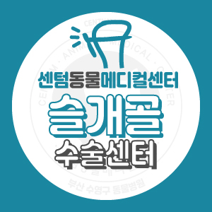  [슬개골 수술 센터] 소형견의 흔한 질환, 슬개골(무릎뼈) 탈구 (부산 남구 연제구 수영구 동물병원 센텀동물메디컬센터)