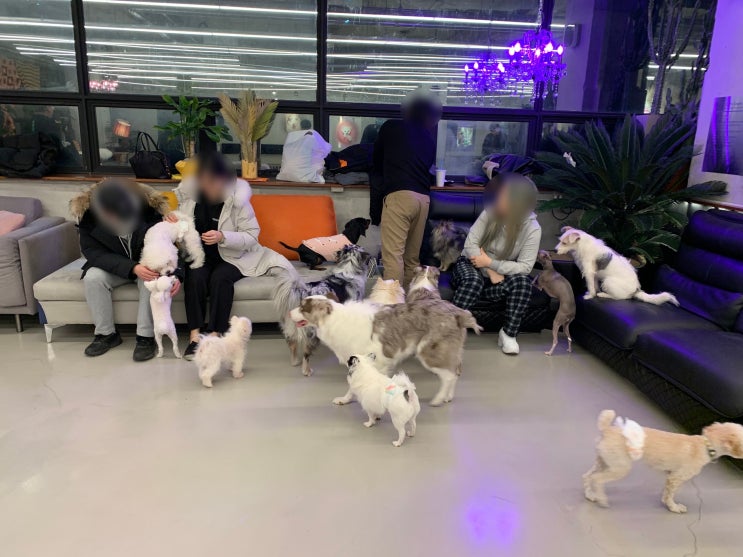 안산 중앙동 중앙역 애견카페 '오르치그로치' 안산 중앙동 중앙역 애견카페 '오르치그로치'