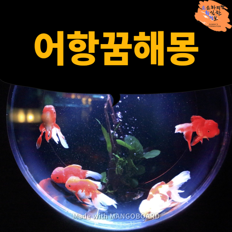  어항꿈 꾸셨으면 들어오세요