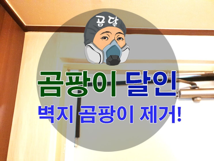  벽지 곰팡이제거 제대로 해결하기!