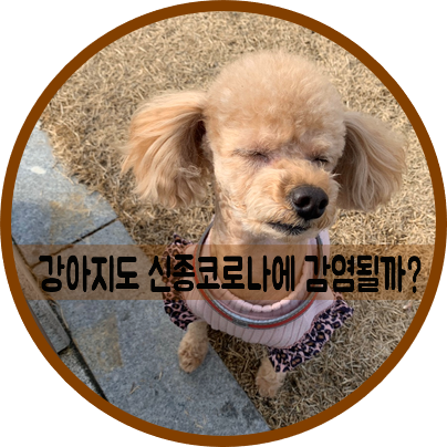  신종 코로나19 강아지산책? 마스크/면역력 영양제 추천