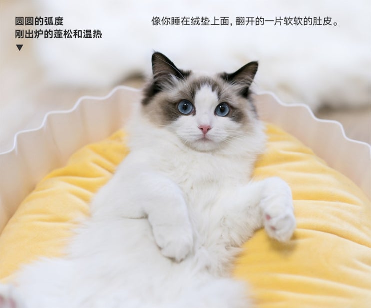  우리집 냥이와 강쥐가 좋아할 계란모양 고양이쿠션과 애견방석! (고양이마약방석)