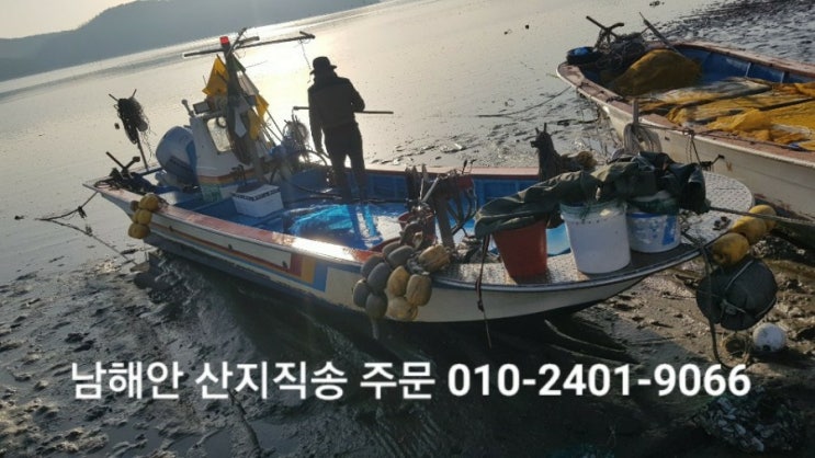  산낙지 가격, 자연산 남해안 산지직송 해드려요