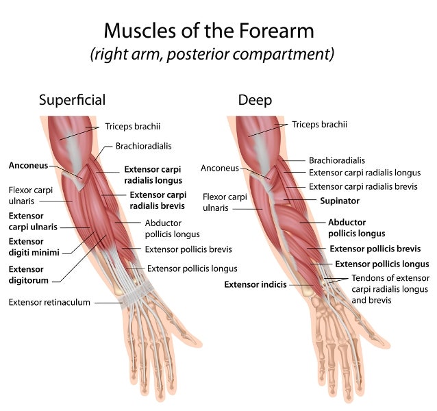 장요측 수근신근(Extensor Carpi Radialis Longus)과 단요측 수근신근(Extensor Carpi
