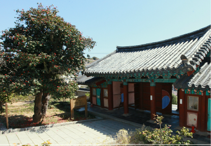  충렬사 지키는 400년 된 동백나무