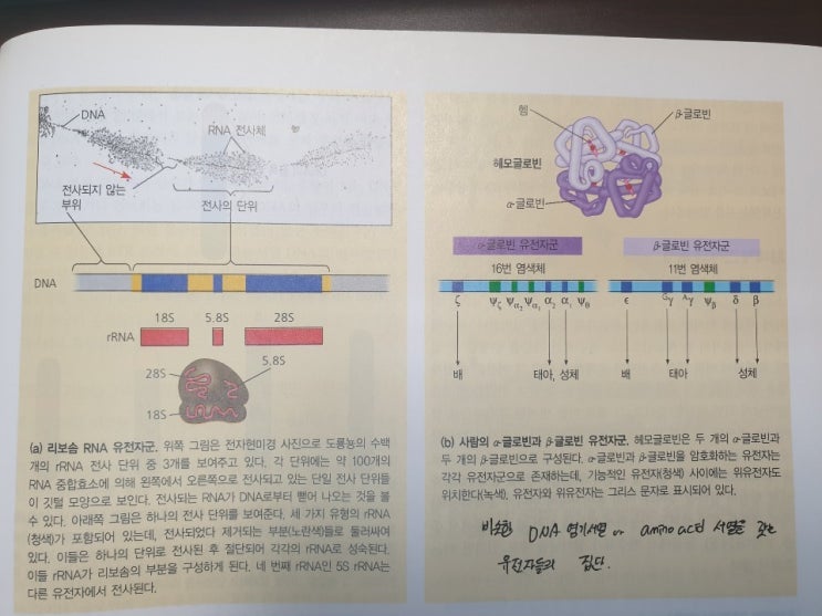  Connectivity map 에 대한 기초설명