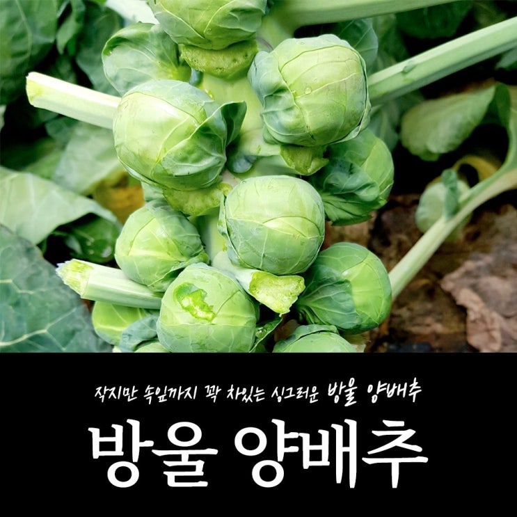  로켓프레시 특가할인 : 전남 진도 아삭한 식감의 미니양배추 방울양배추 1kg 1박스 아삭한 방울양배추 1kg : 식품