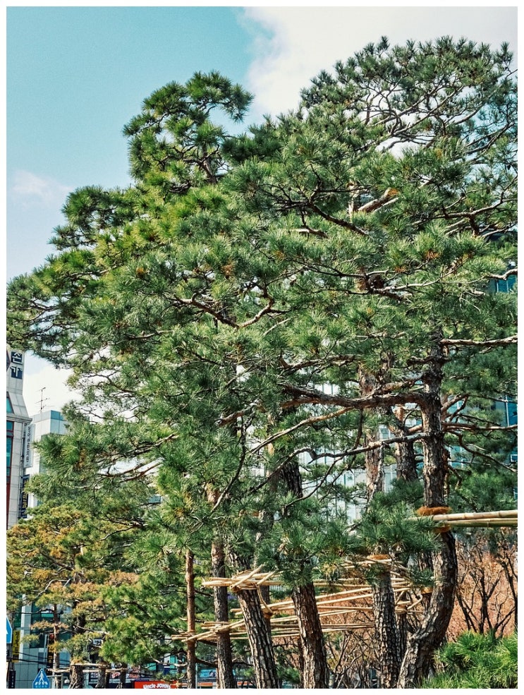 점심 산책 (hx99)