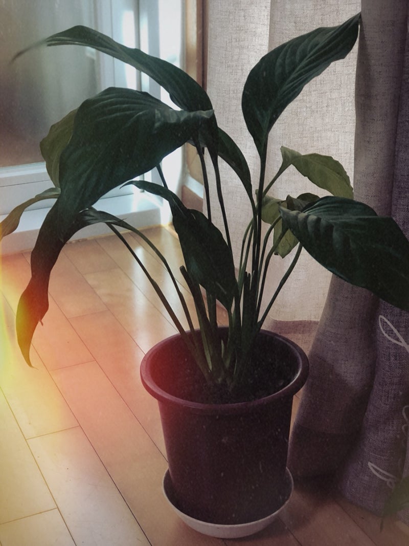 [연구 일상] 아픈 식물을 살리기 위해 병든 줄기 잘라내기