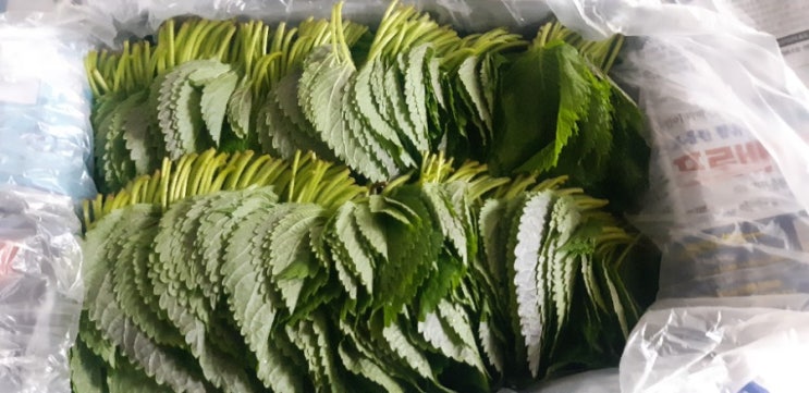  입맛사로잡는 깻잎김치